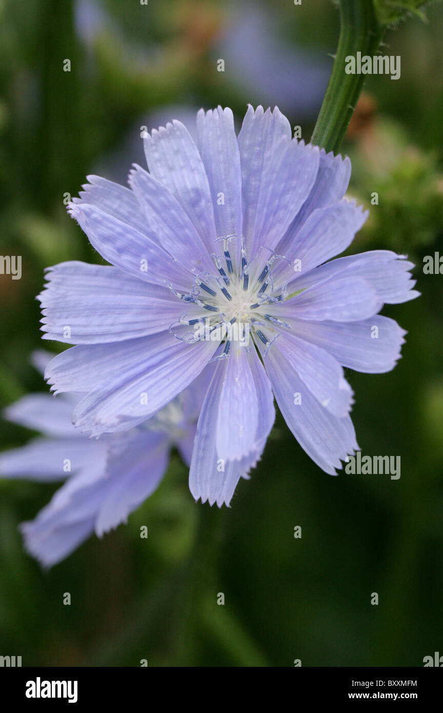 Common Chickory, Cichorium intybus, Asteraceae. Europe and North Africa. Stock Photo