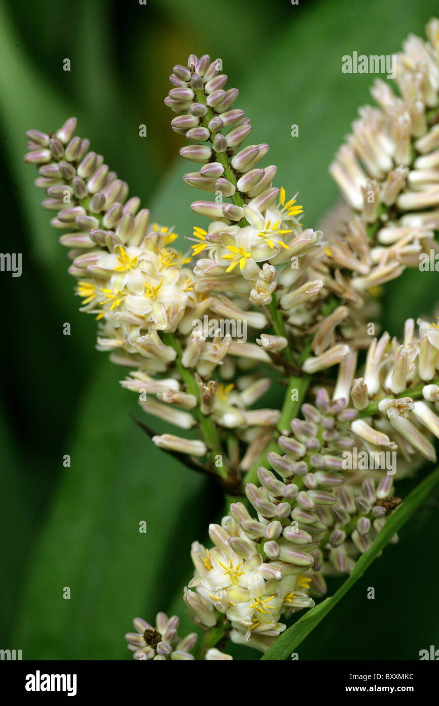 Palm Lily, Cordyline cannifolia, Asparagaceae, Australia. Found only in Queensland and the Northern Territory. Stock Photo