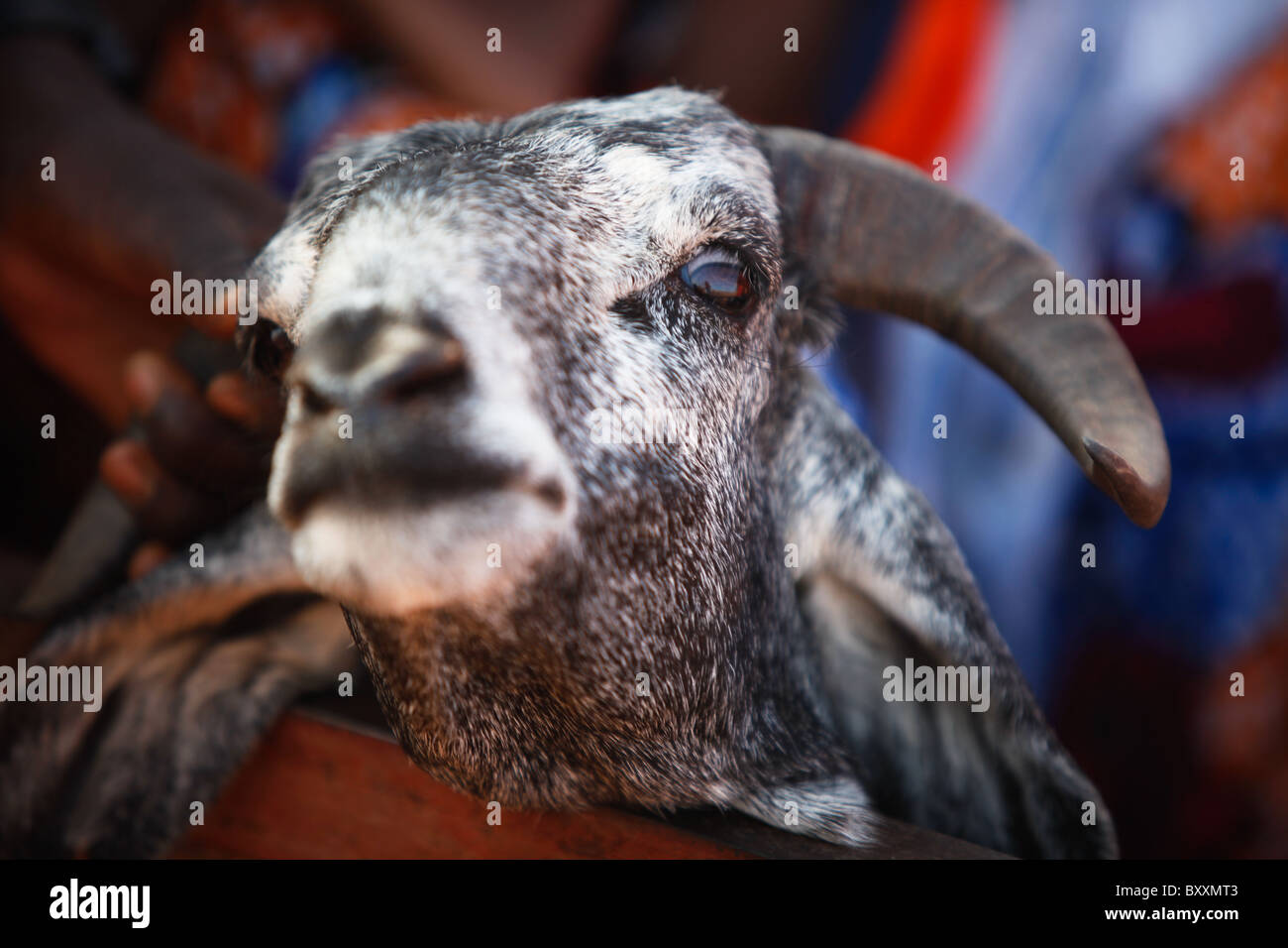 This goat is destined for sale at Djibo's weekly Wednesday market in northern Burkina Faso. Stock Photo