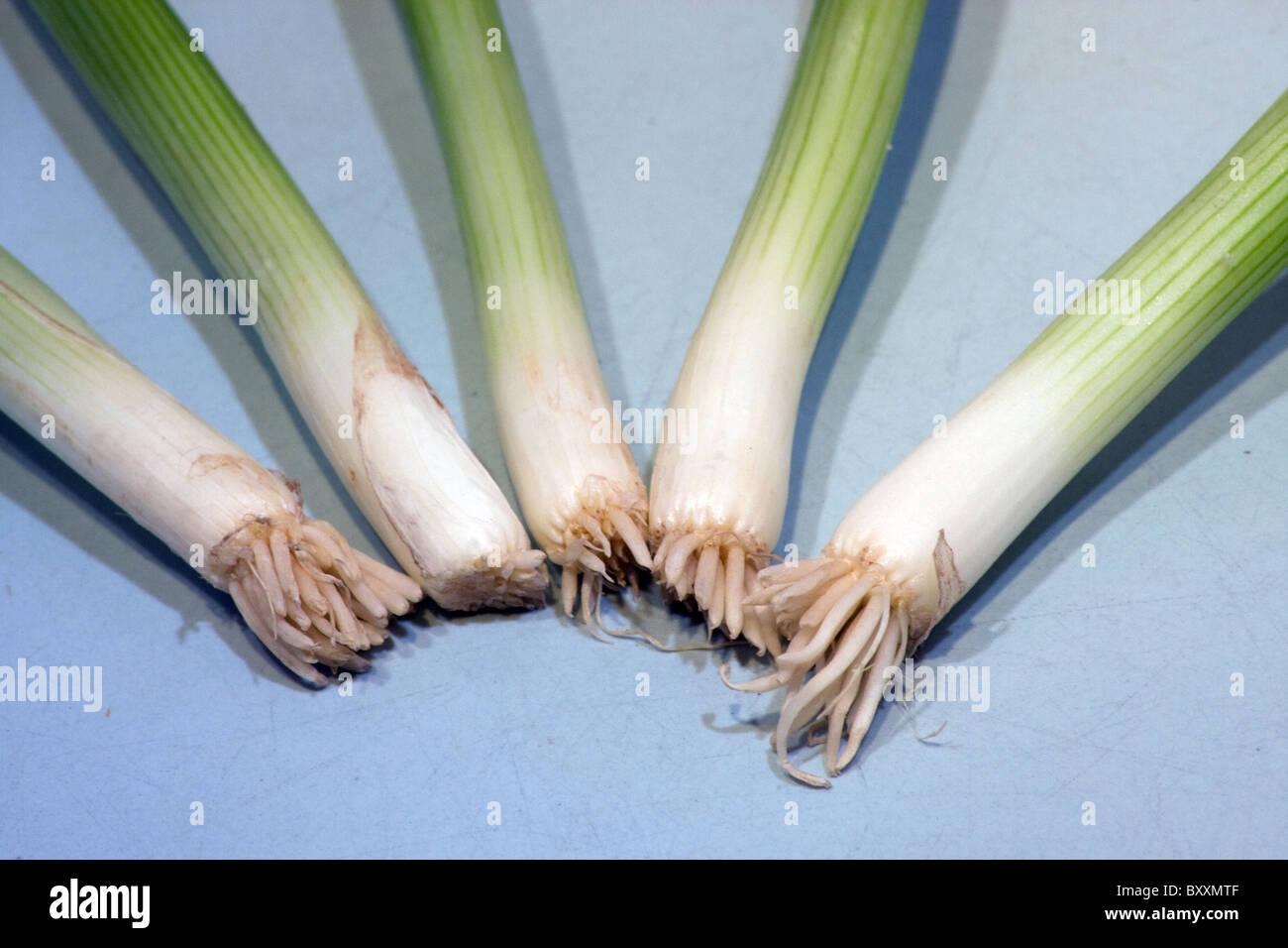 bunch of spring onions roots salad food stems Stock Photo Alamy