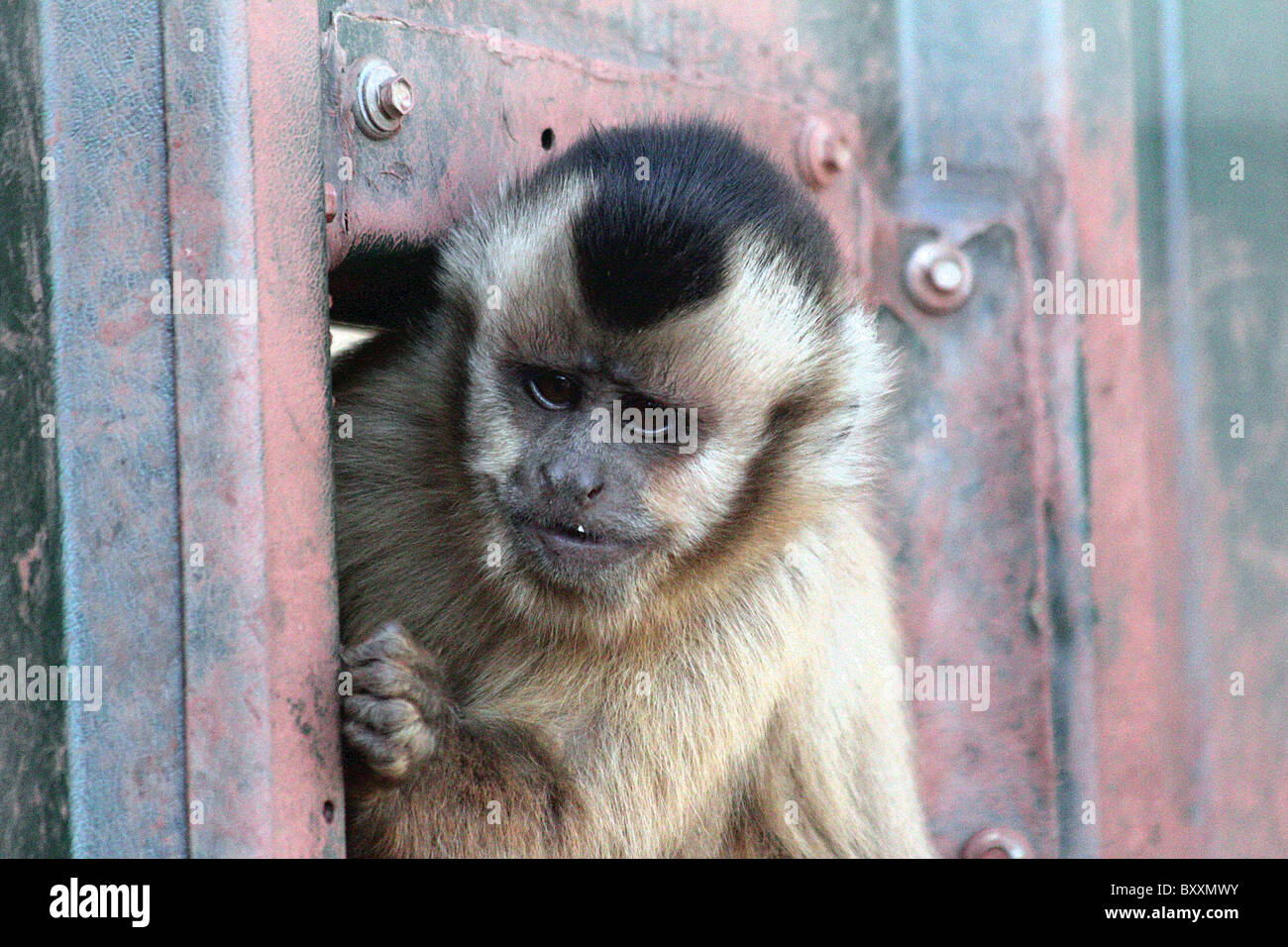 Brown capuchin monkey peeping out the door Stock Photo