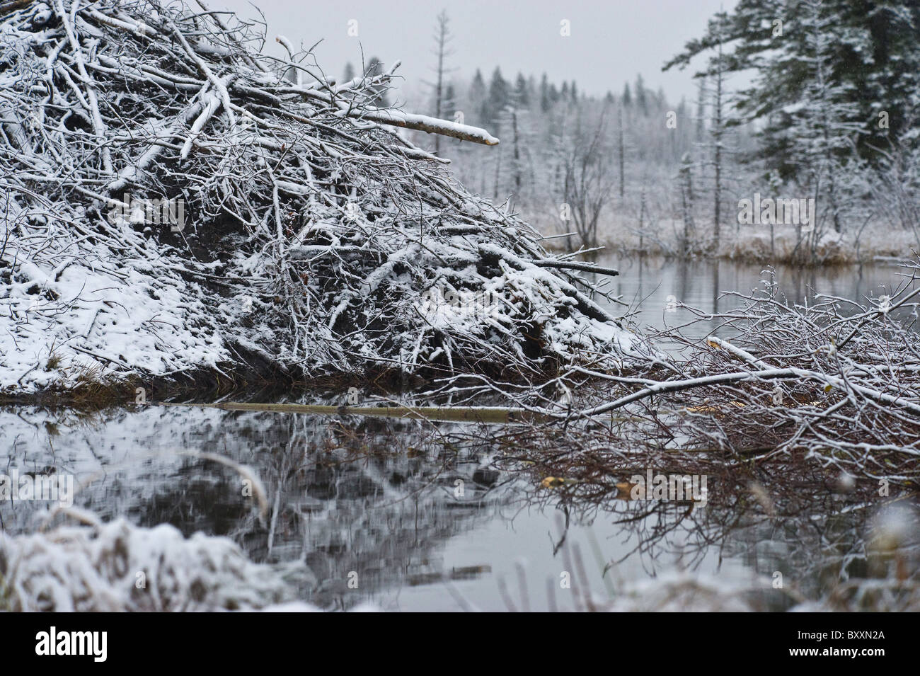 A winter landscape image of a beaver lodge and food supply with a fresh topping of white snow. Stock Photo