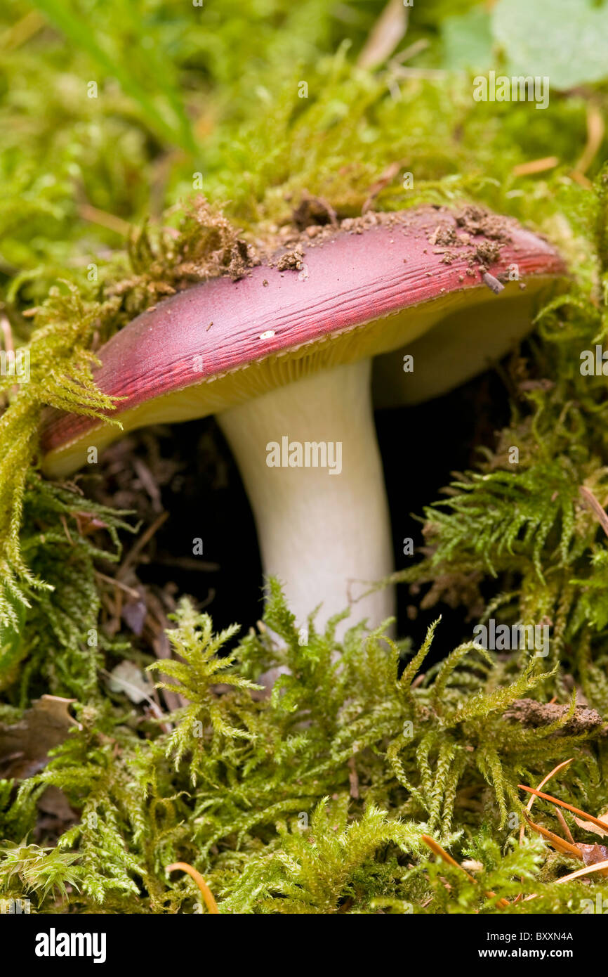 Shrimp Mushroom (Russula xerampelina) an edible mushroom growing wild in the Oregon forest. USA Stock Photo