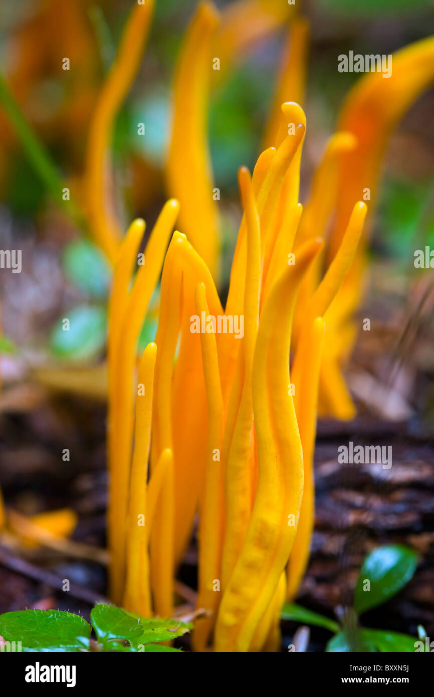 Non edible mushroom hires stock photography and images Alamy