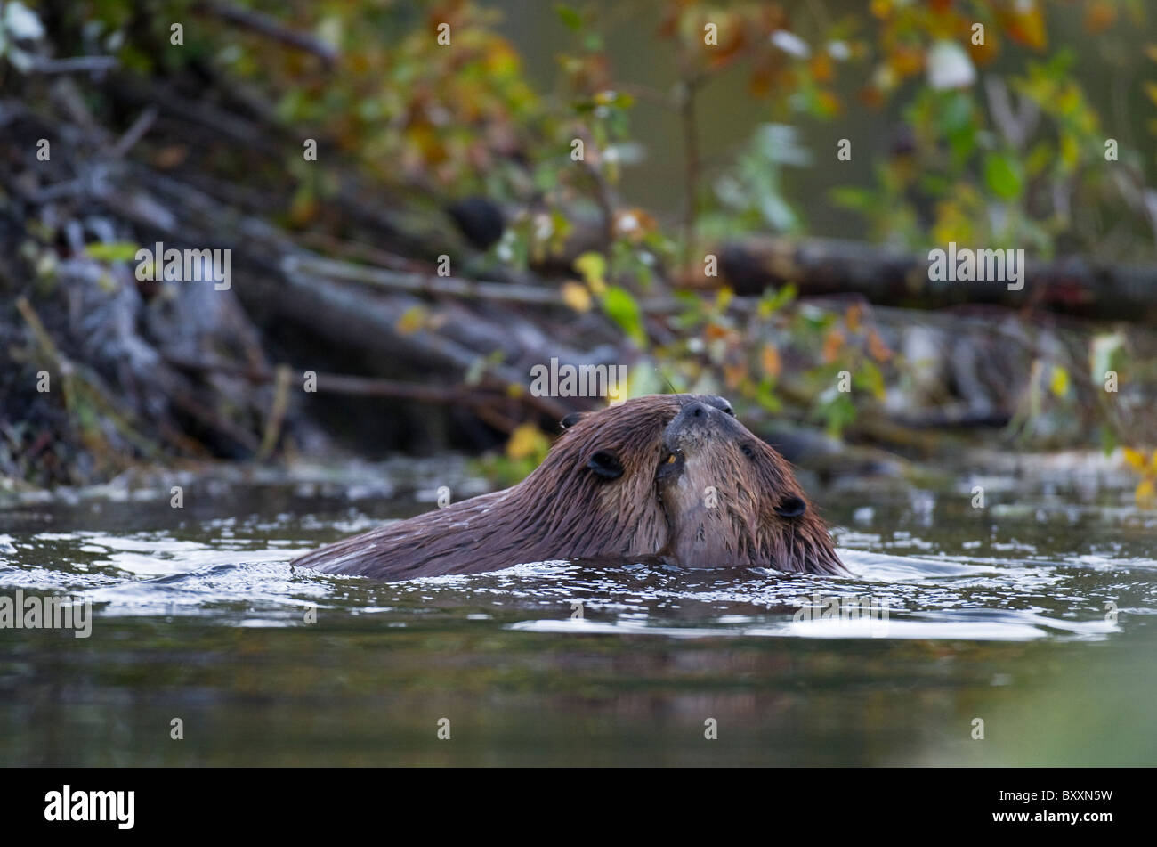 Two beavers playing in their beaver pond close to the beaver lodge