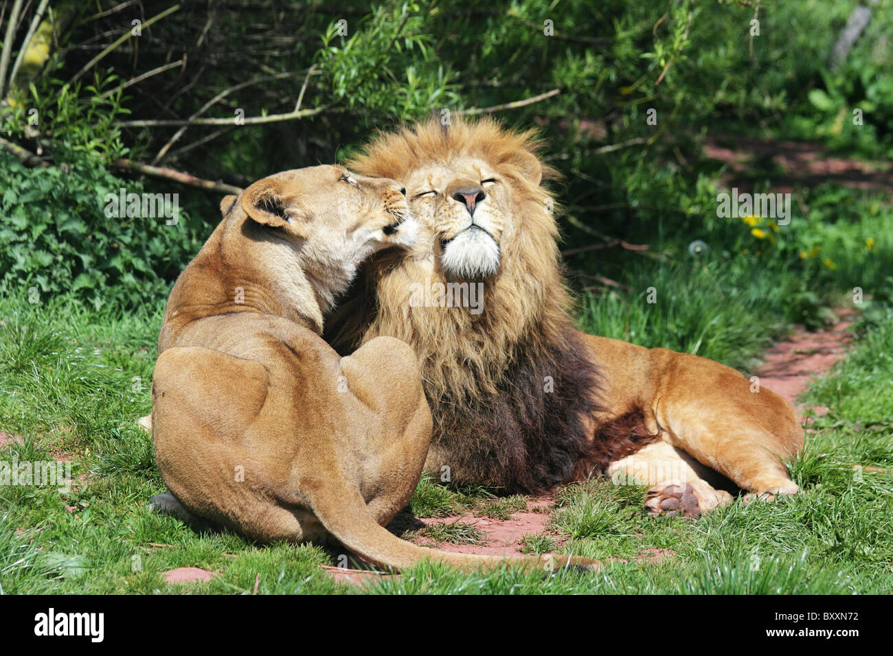 Lions in love Stock Photo