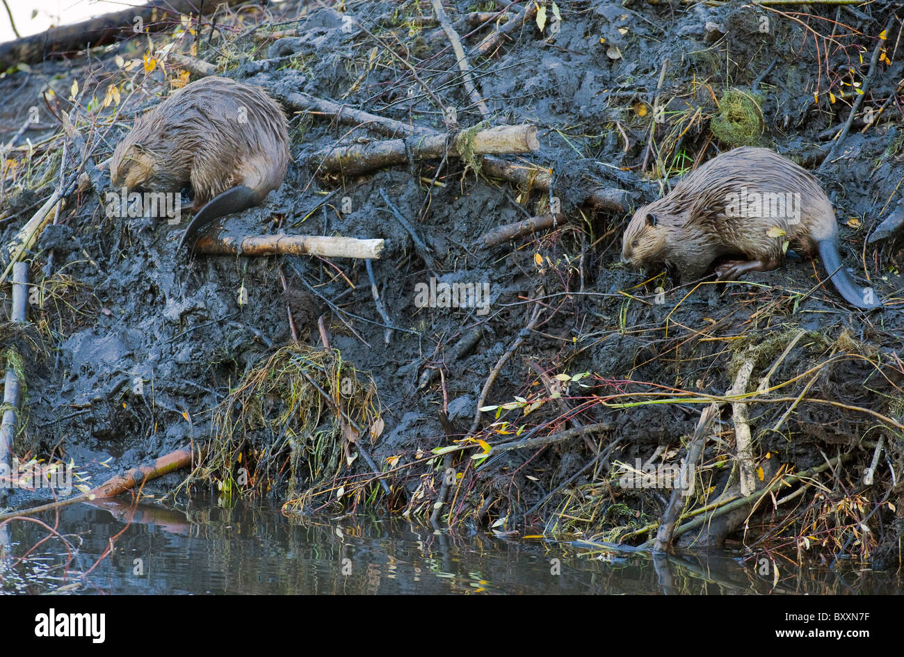 Two beavers working on adding wet mud to the side of their lodge Stock Photo