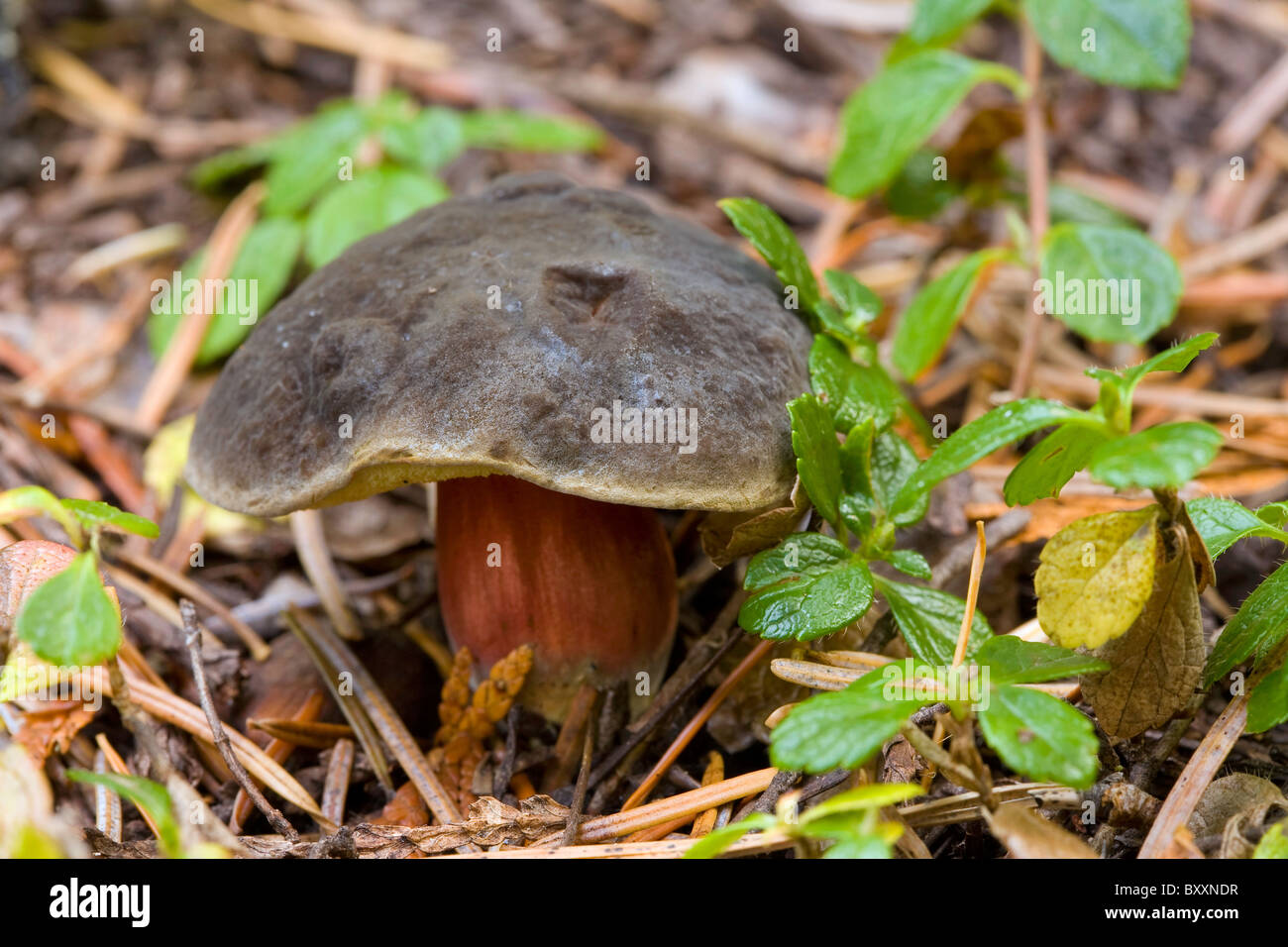 Zeller's Bolete (Boletus zelleri) an edible mushroom growing wild in