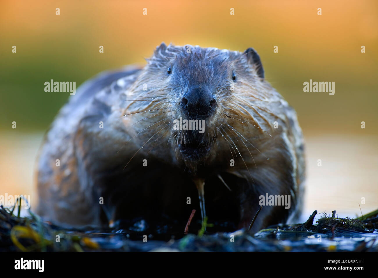A horizontal front view image of an adult beaver walking over the top of his beaver dam Stock Photo - Alamy A horizontal front view image of an adult beaver walking over the top of his beaver dam Stock Photo - Alamy
