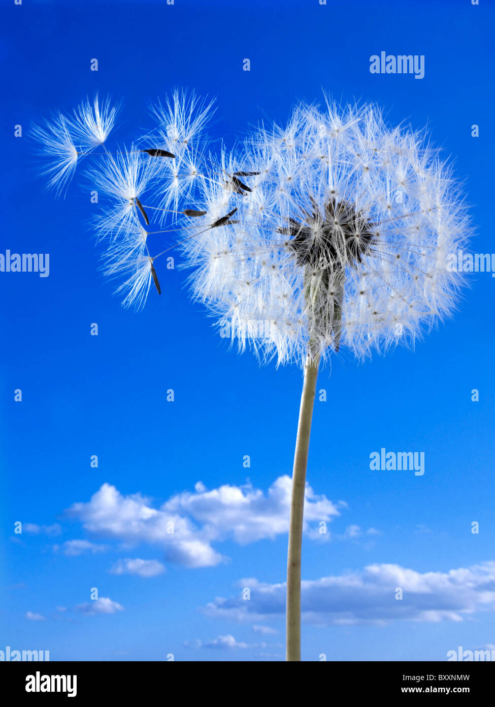 Blowing dandelion clock hires stock photography and images Alamy