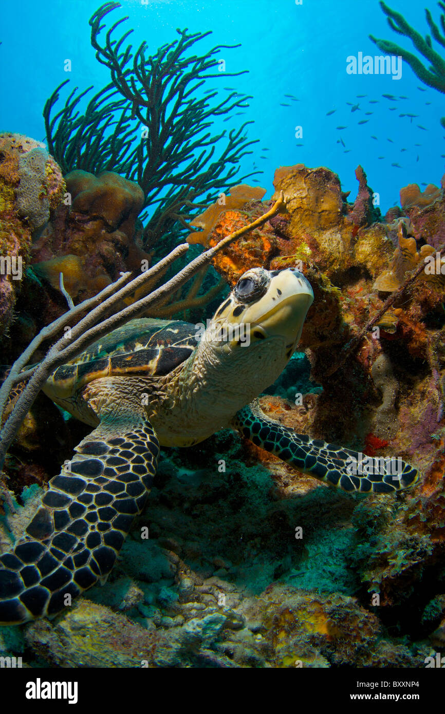 Hawksbill turtle in coral reef Bonaire Dutch Caribbean marine park Stock Photo