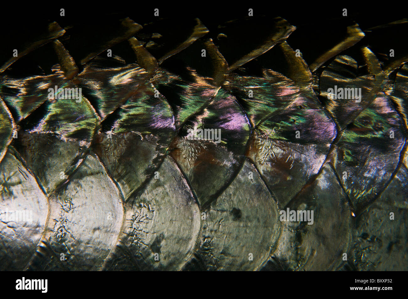 Tarpon scales Bonaire Dutch Caribbean Netherlands Antilles Stock Photo