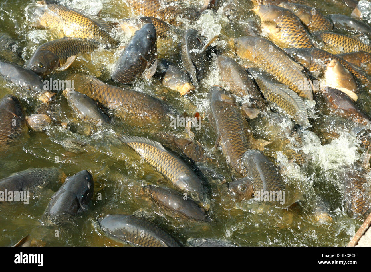 Carp feeding at Pymatuning State Park, Pennsylvania Stock Photo - Alamy