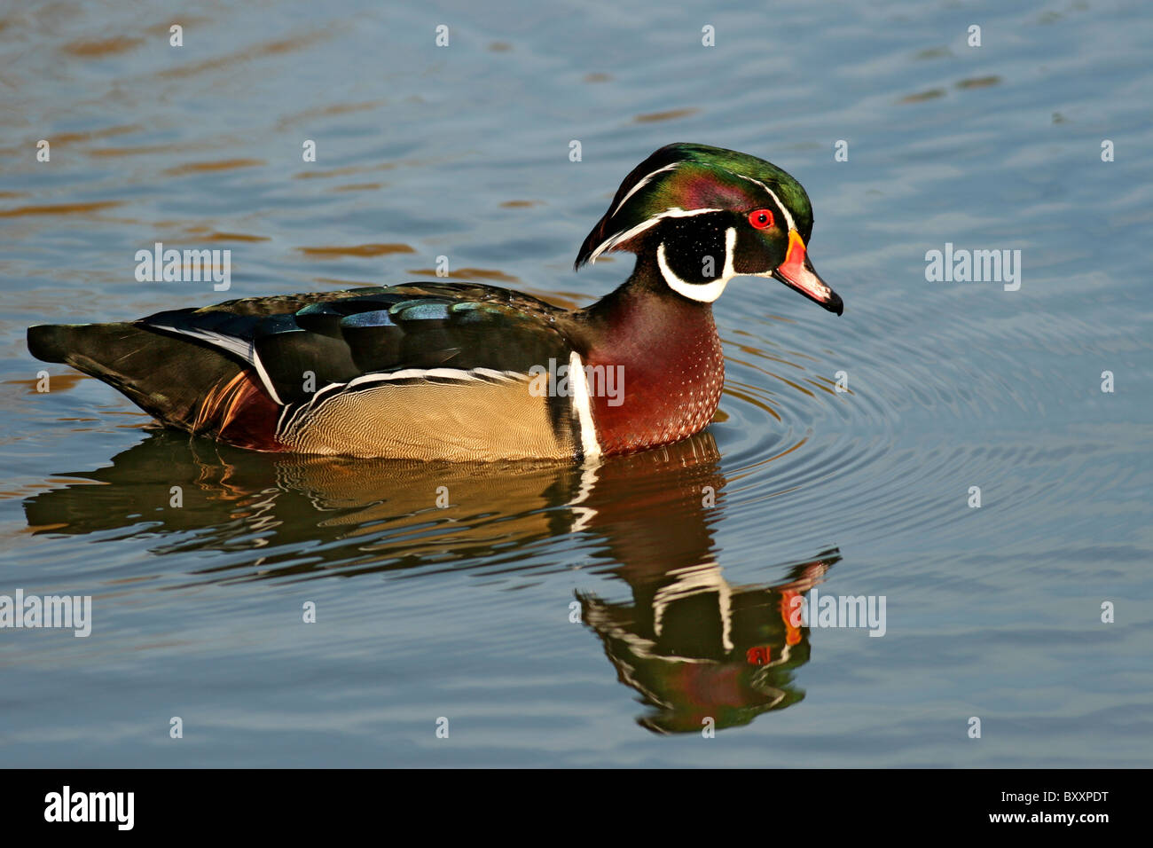 Wood duck reflection in pond Stock Photo