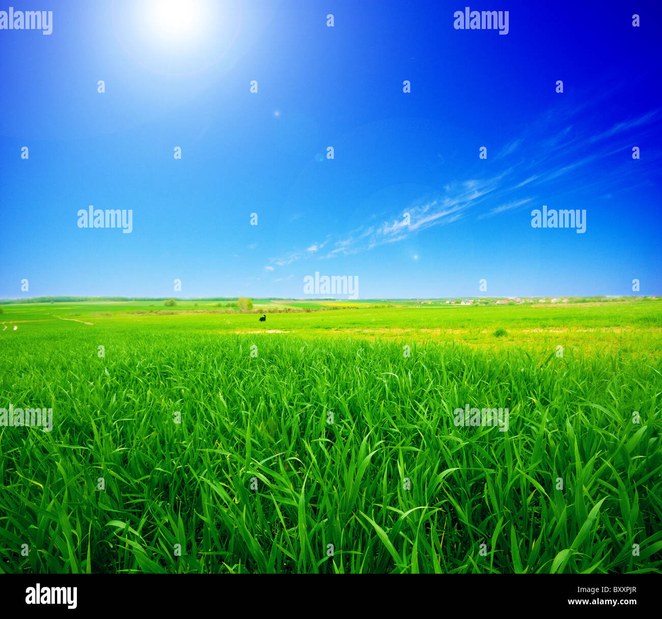 Rural summer landscape. Green meadow and clear blue sky Stock Photo - Alamy