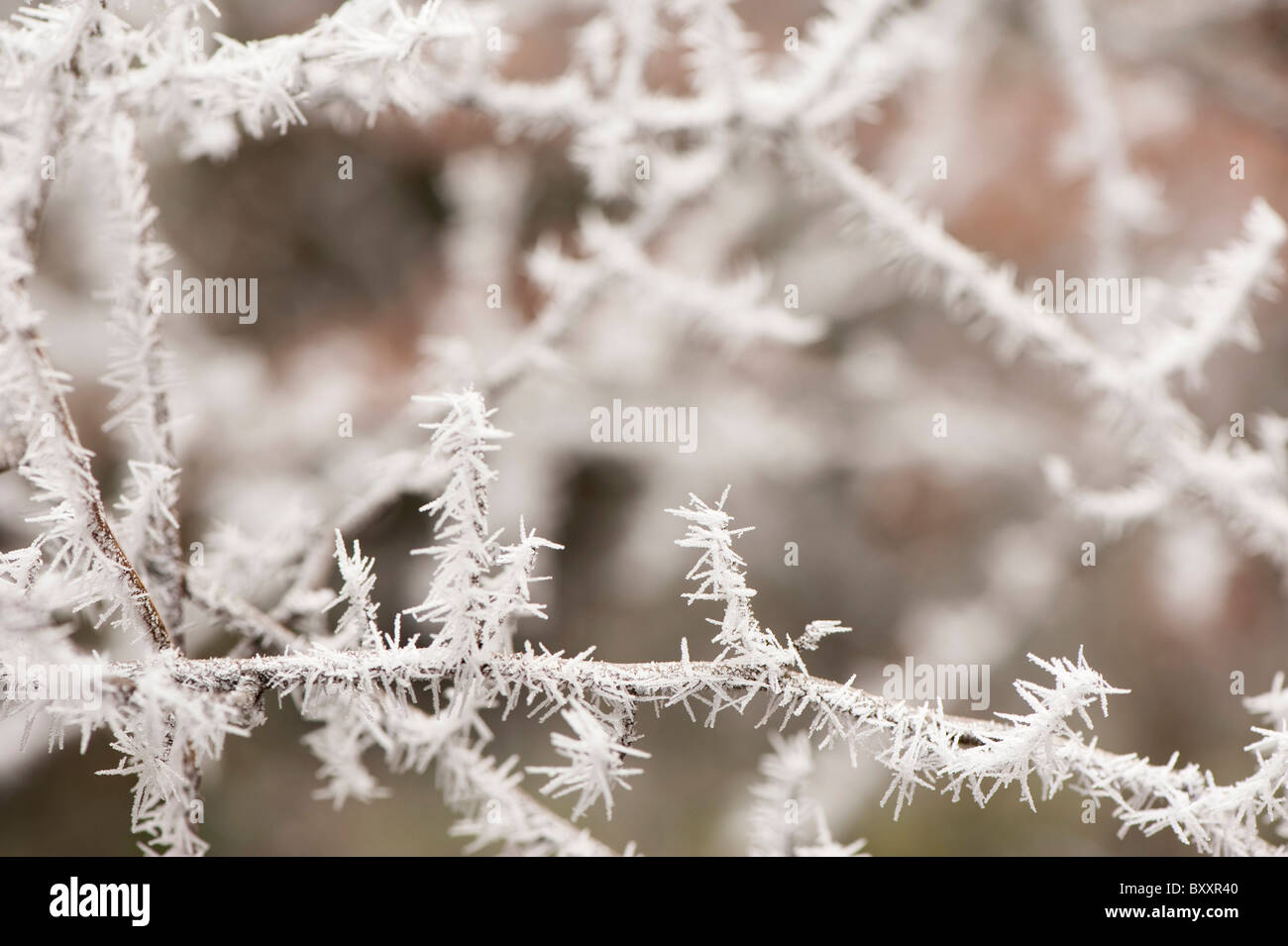 Tree branches covered in a hoar frost Stock Photo - Alamy