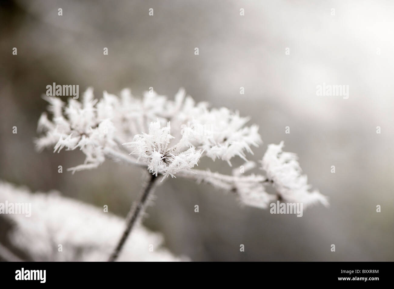 Hoar frost covered wildflowers in winter Stock Photo