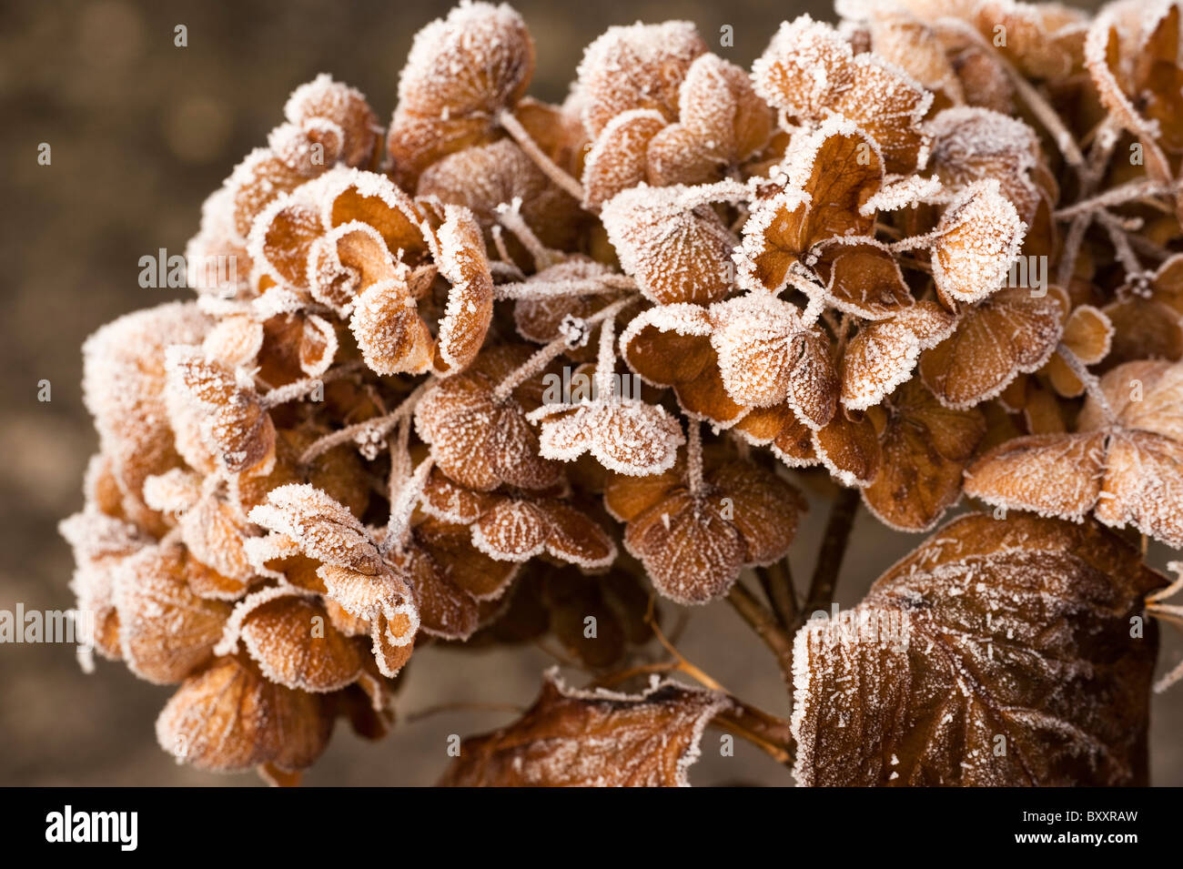 Faded Hydrangea flowers covered in hoar frost in winter Stock Photo - Alamy