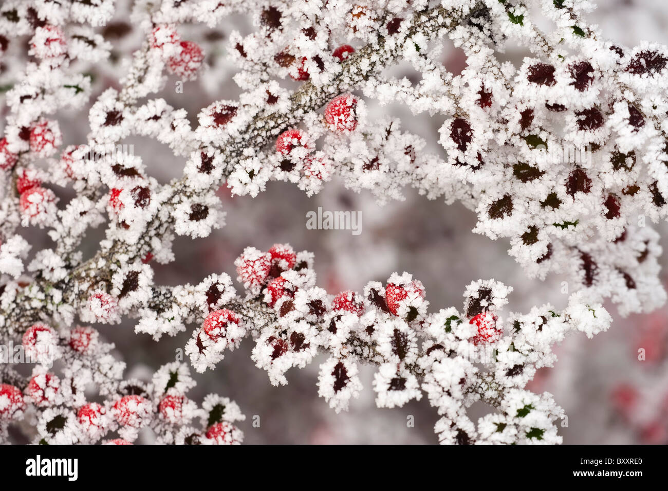 Cotoneaster leaves and berries covered by a hoar frost in winter Stock Photo