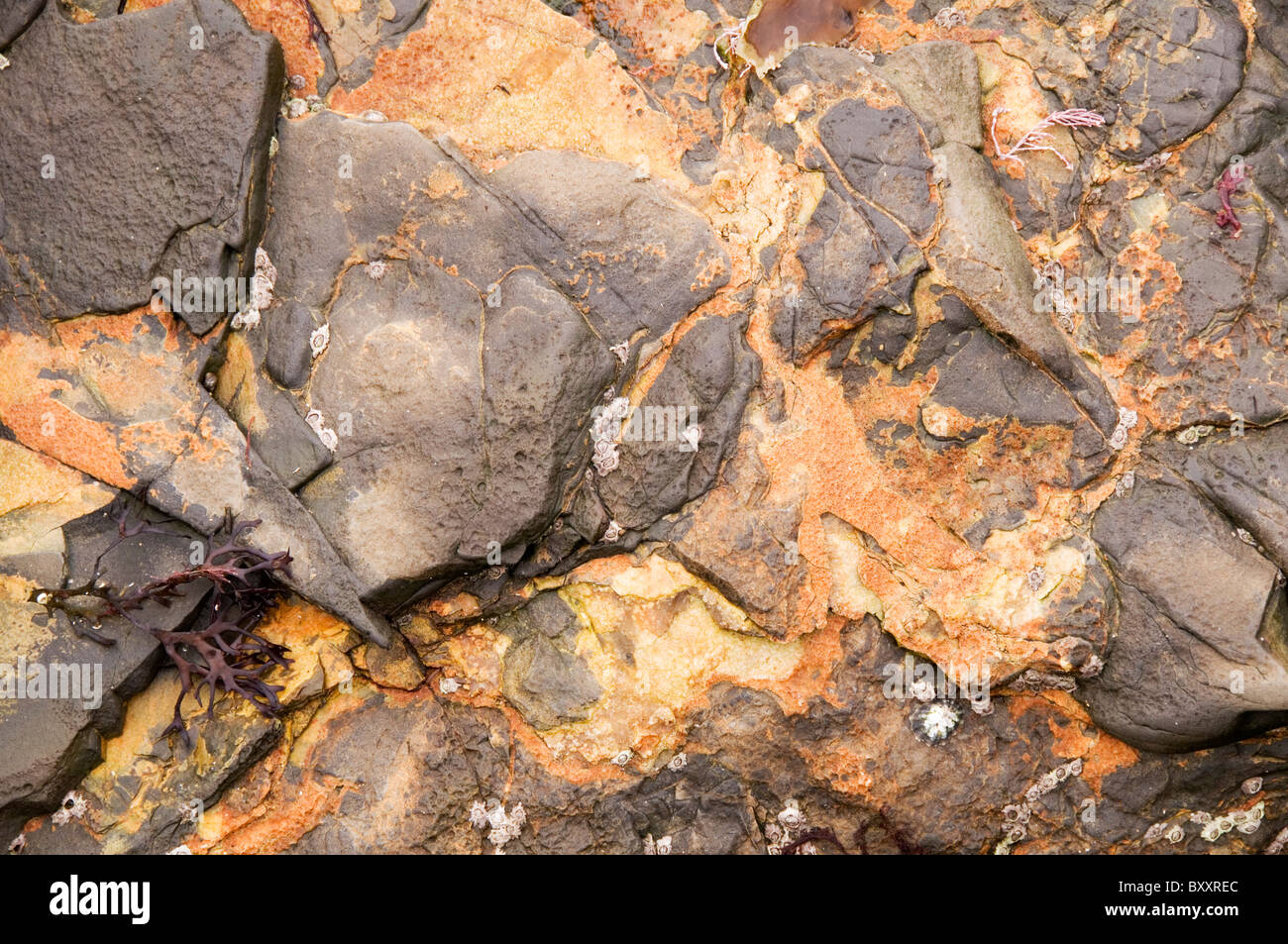 Rock details Kimmeridge Bay Dorset England Stock Photo - Alamy