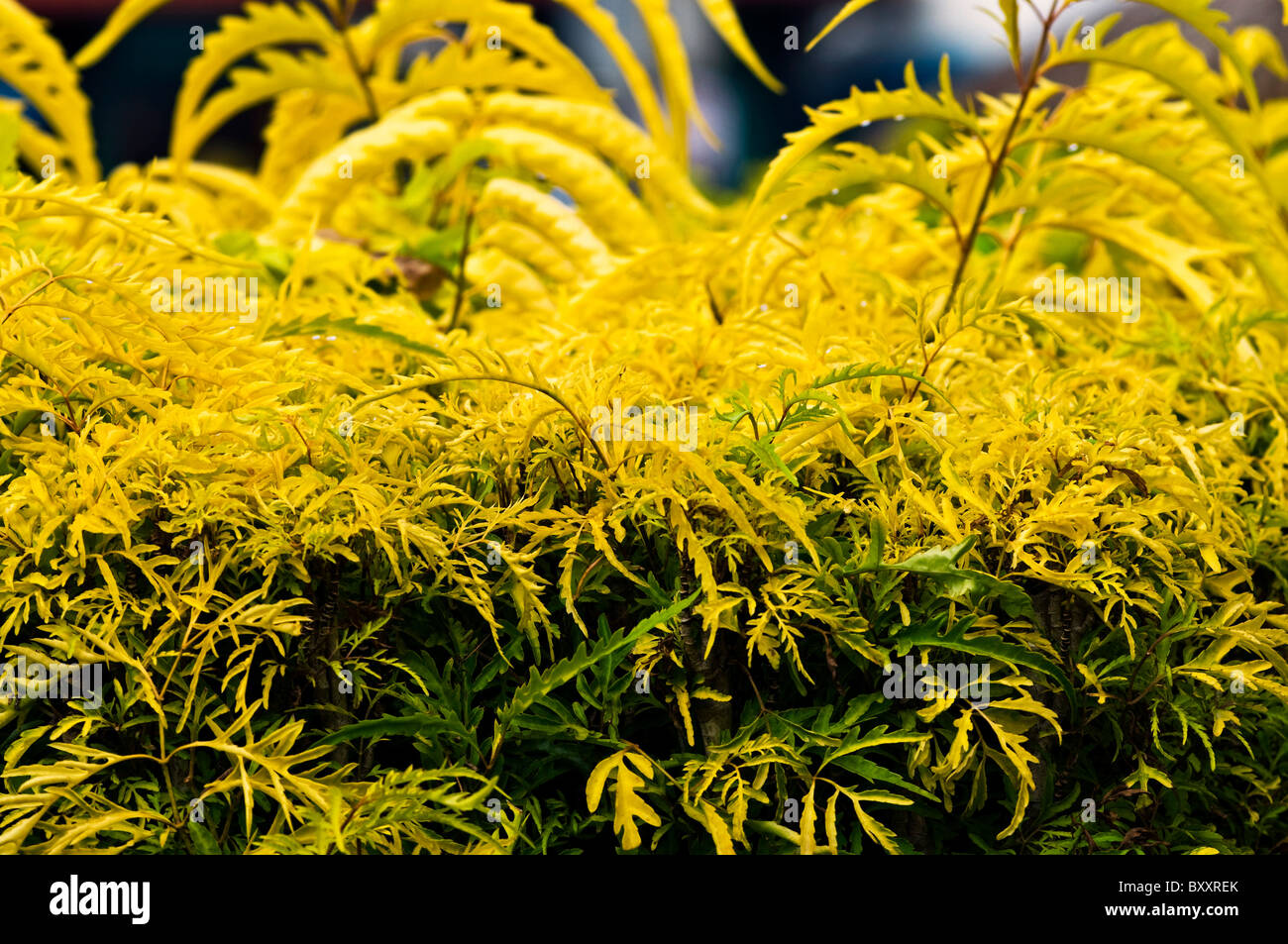 Tropical plants in Kauai Hawaii Stock Photo Alamy