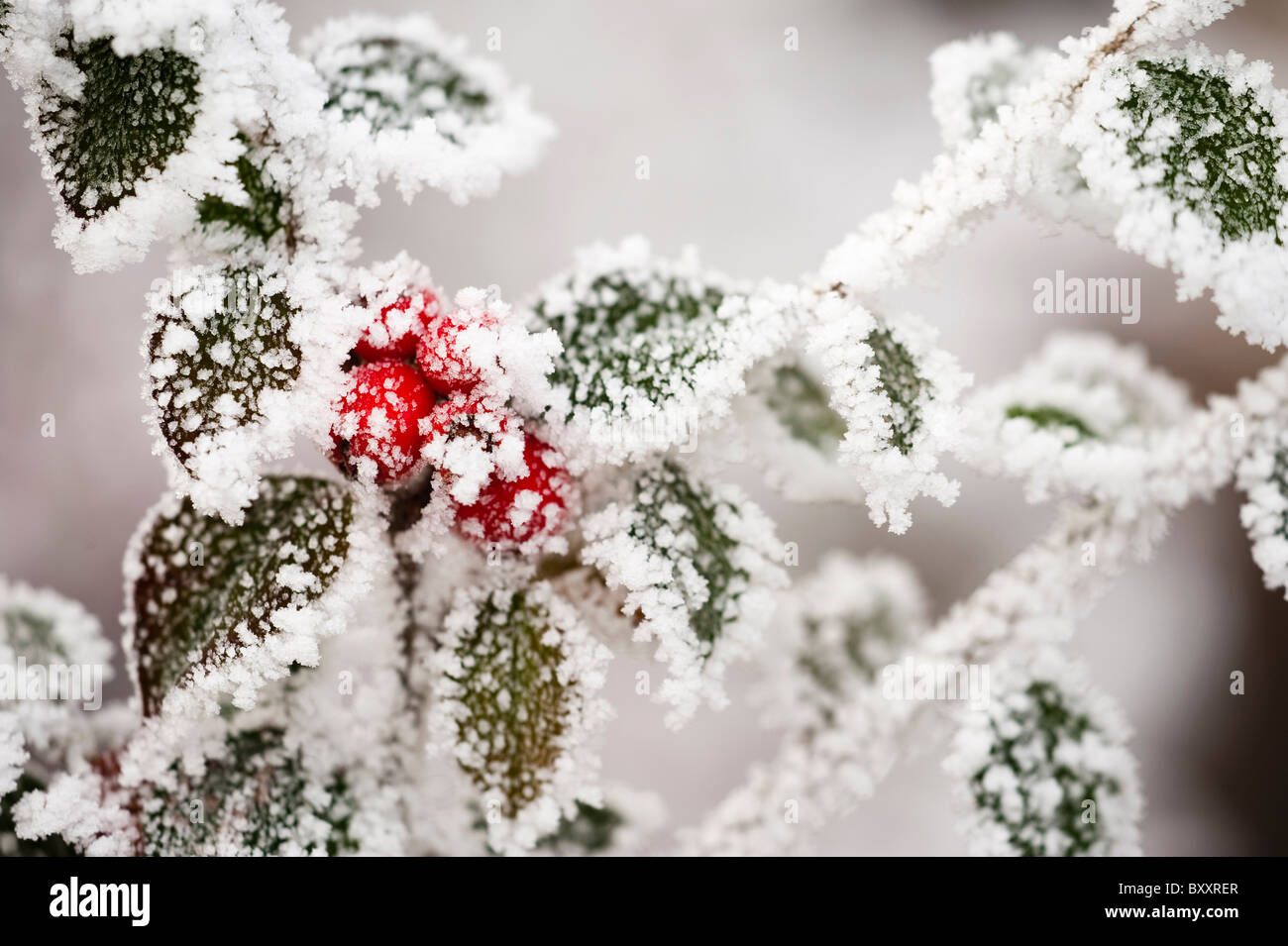 Cotoneaster leaves and berries covered by a hoar frost in winter Stock Photo