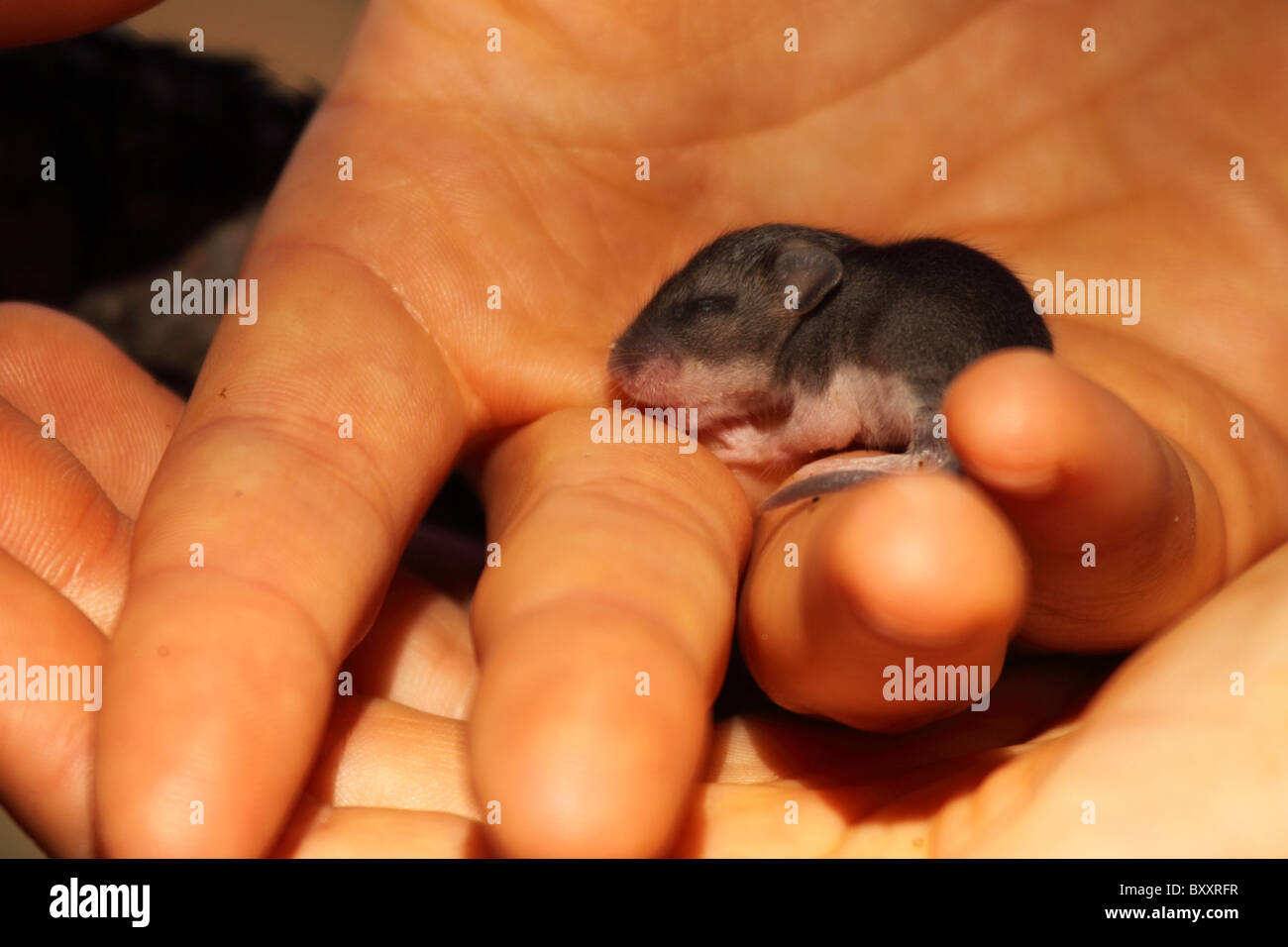 A baby Deer Mouse held in a hand Stock Photo Alamy