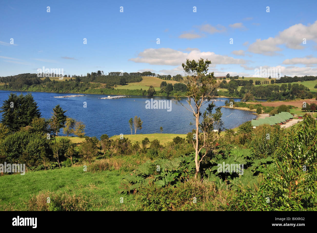 View Down A Green Slope With Grass Trees And Gunnera Plants Of Fish Farm Salmon Cages Lake Llanquihue Bay Frutillar Chile Stock Photo Alamy