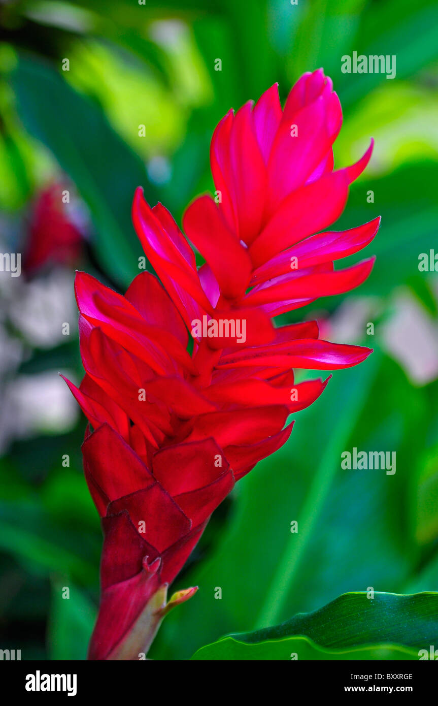 Red ginger Hawaiian flower Stock Photo