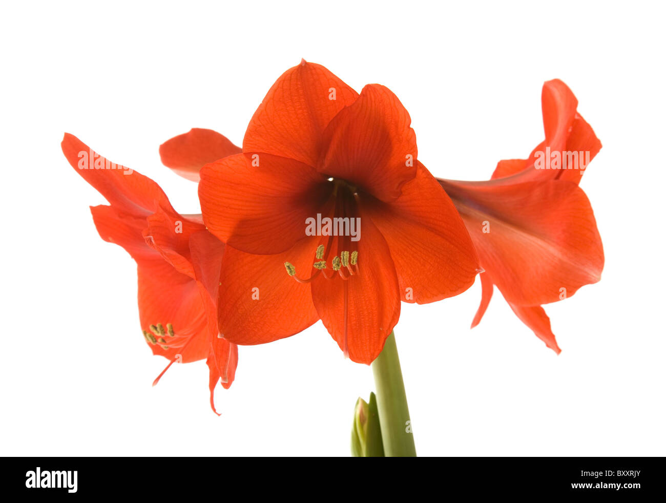 Amaryllis pot Cut Out Stock Images & Pictures Alamy
