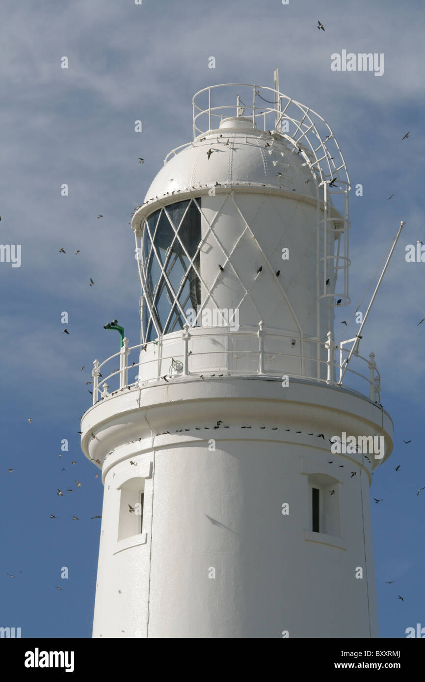 Portland Bill Lighthouse light with migrating House Martins flying around the light. Stock Photo