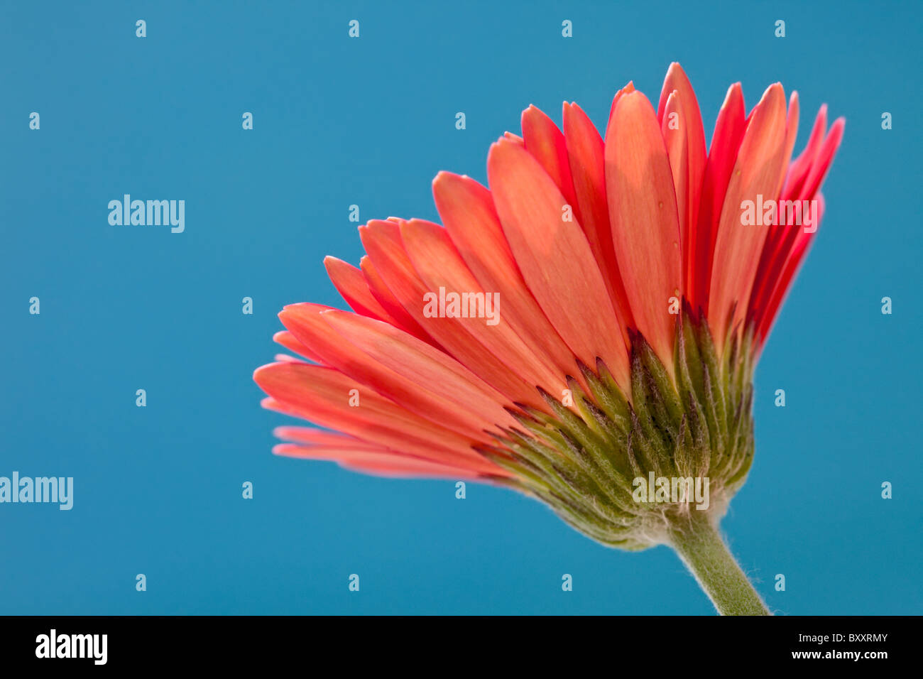 Red Gerber Daisy on Blue Background Stock Photo