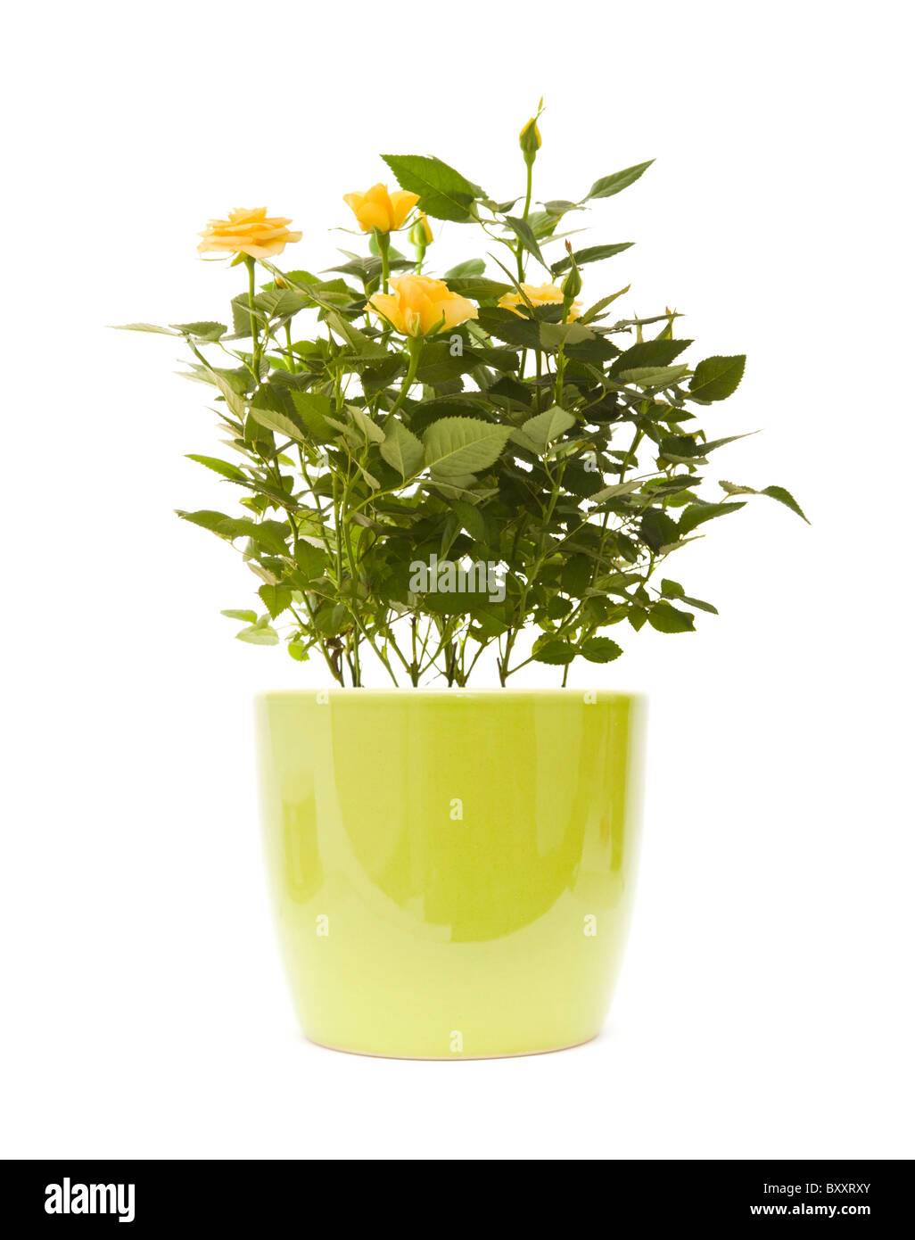 yellow mini rose bush in light green pot; isolated on white background; Stock Photo