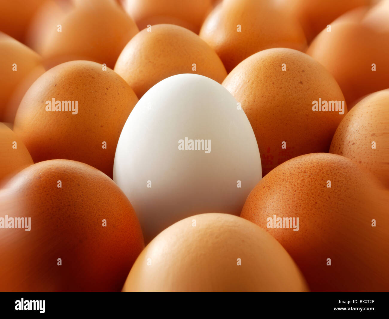 different coloured egg in a tray of eggs. Stock Photo