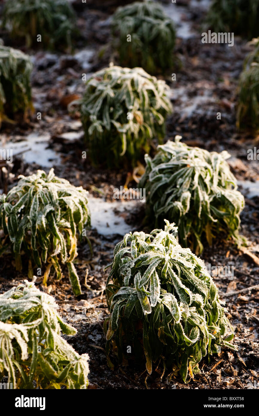 Wallflowers covered in frost in winter Stock Photo