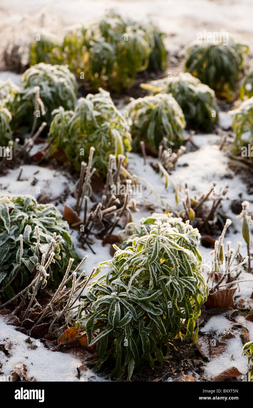 Wallflowers covered in frost in winter Stock Photo