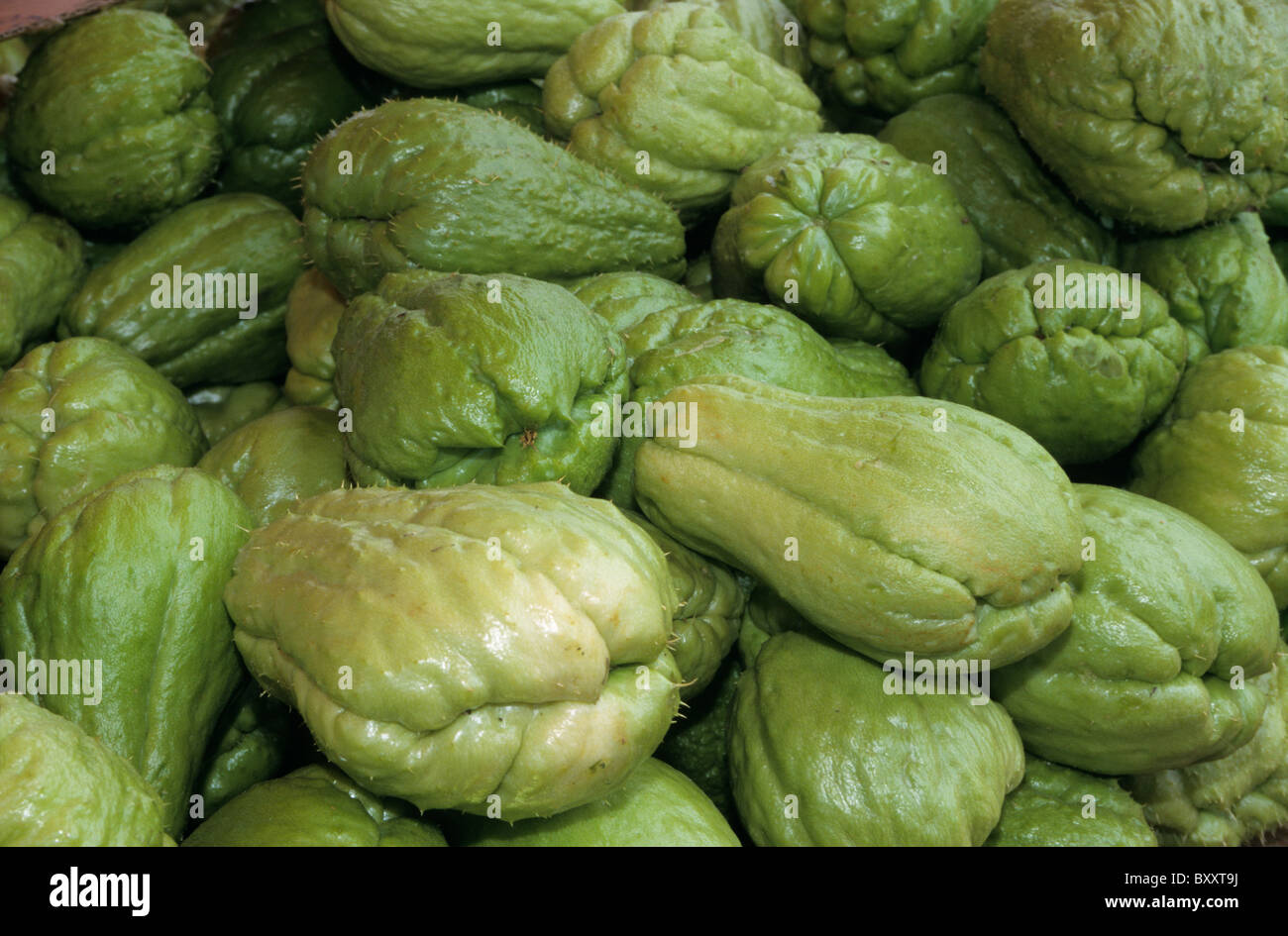 Chouchou High Resolution Stock Photography And Images Alamy