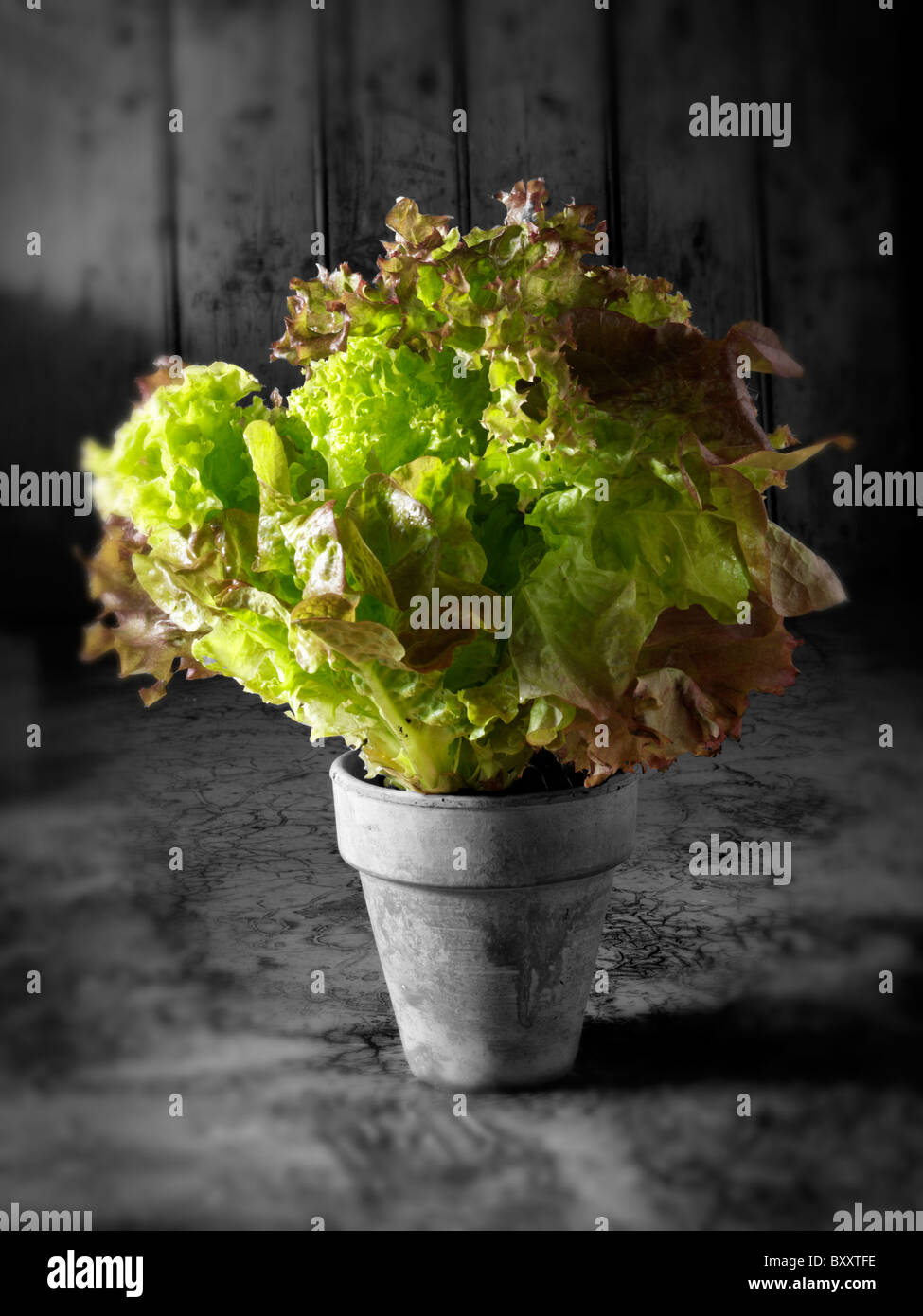 Close up of Lollo Rosso lettuce growing in a terracotta pot in a kitchen Stock Photo