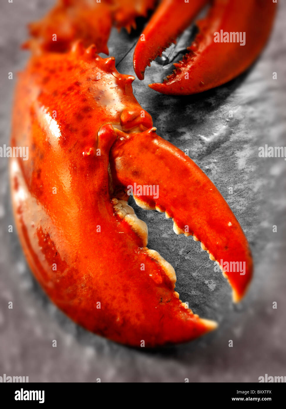 Fresh cooked whole lobster claws Stock Photo