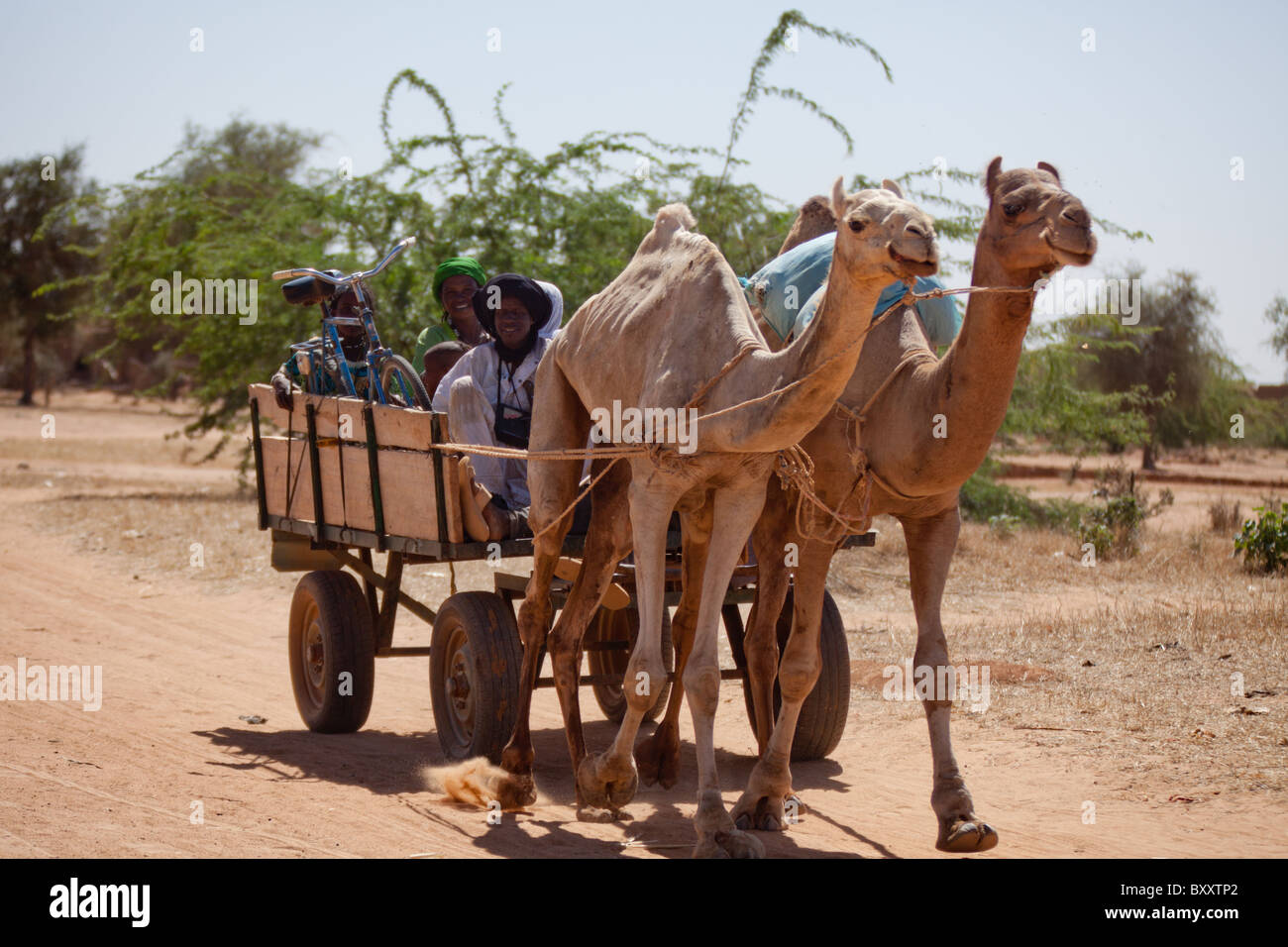 A group of Fulani ride a camel cart through the village market of Bourro in northern Burkina Faso. Stock Photo