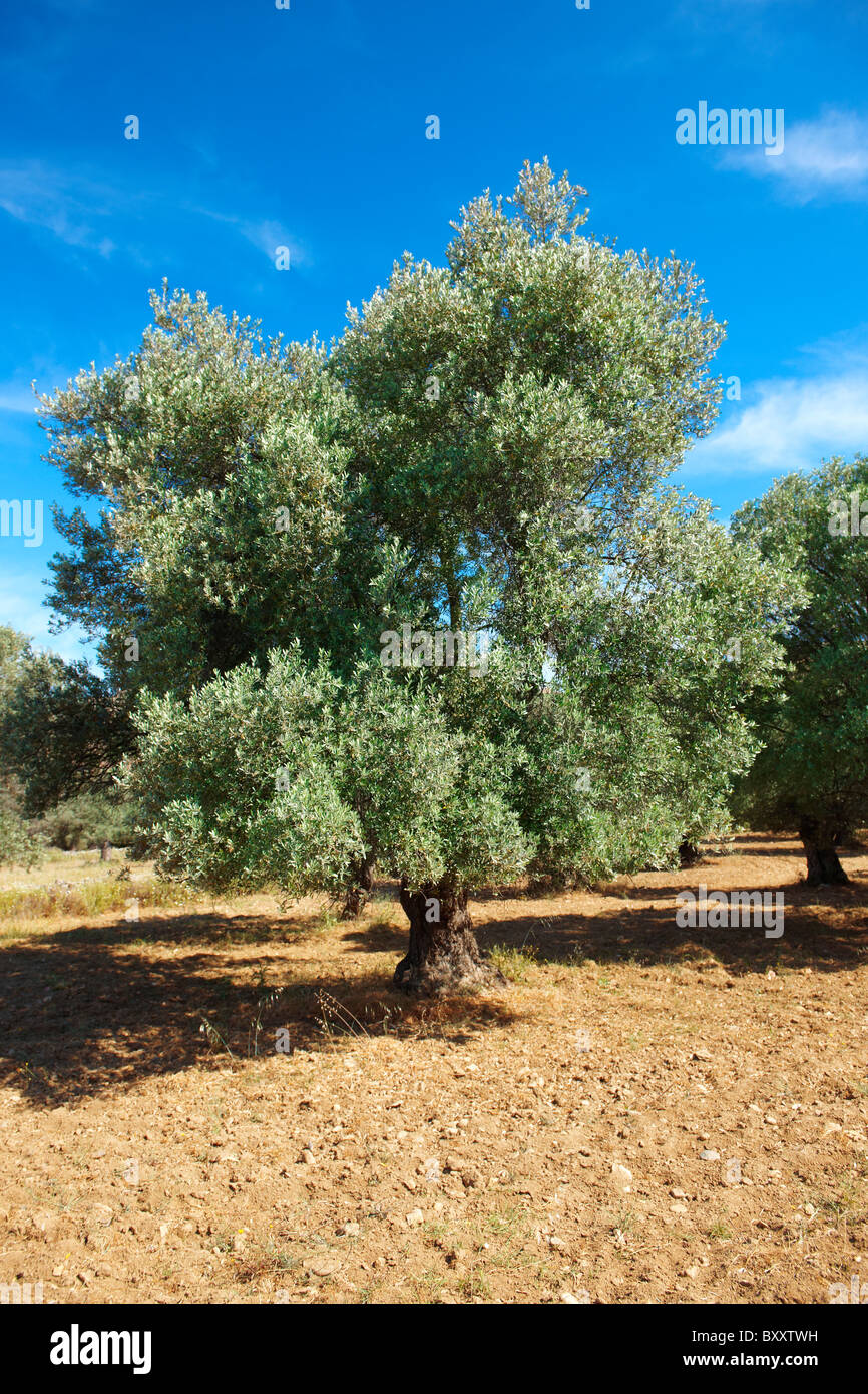 Olive trees of Naxos, Cyclades Islands, Greece Stock Photo Alamy