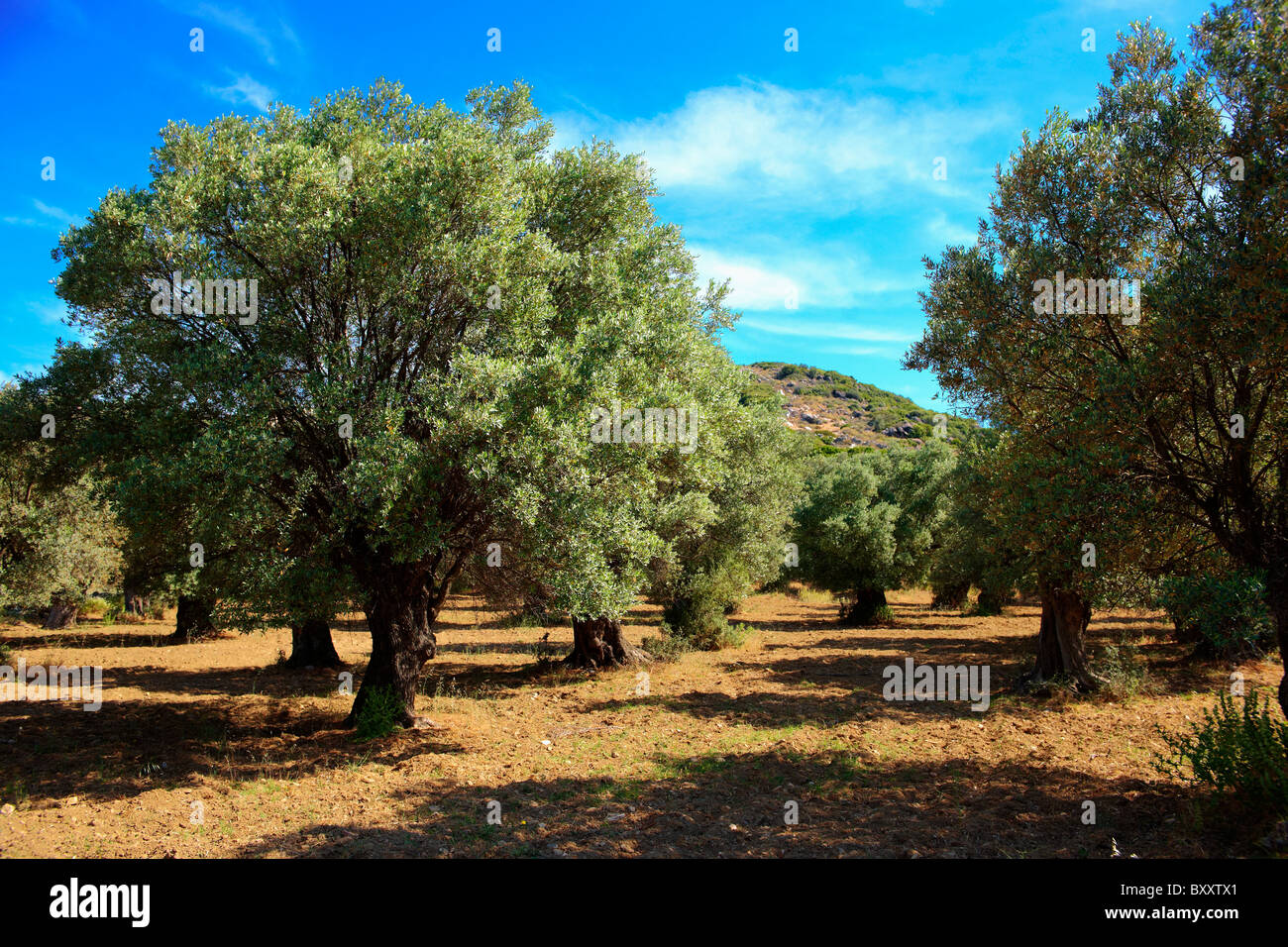Olive trees of Naxos, Cyclades Islands, Greece Stock Photo Alamy