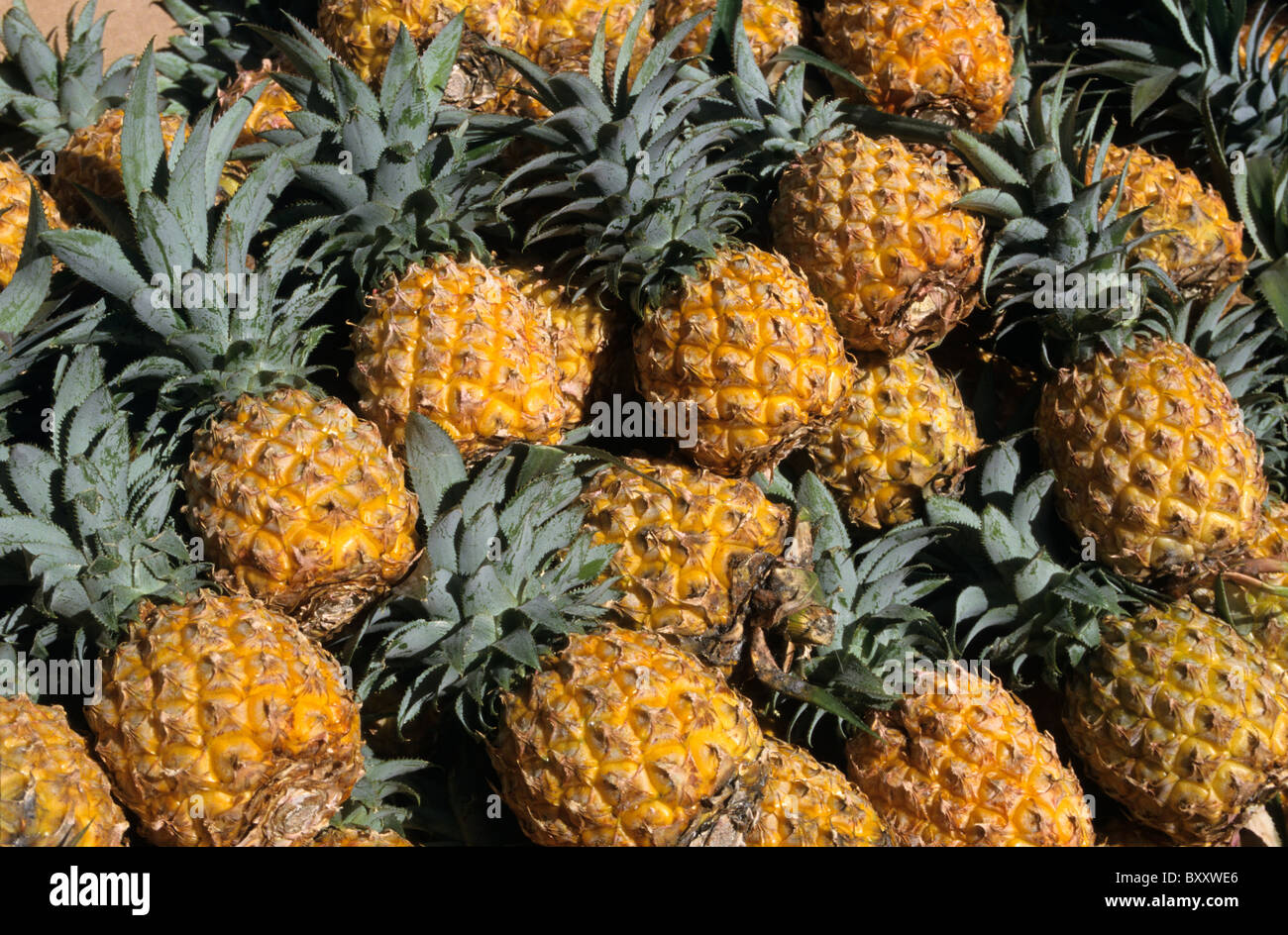 Queen Victoria Pineapples (Ananas comosus), Saint Paul market, La