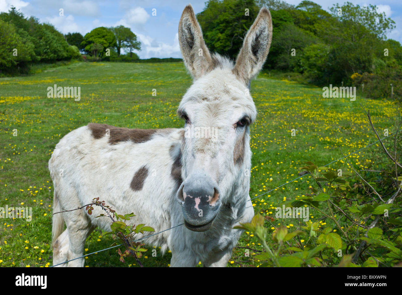 Irish donkey hires stock photography and images Alamy