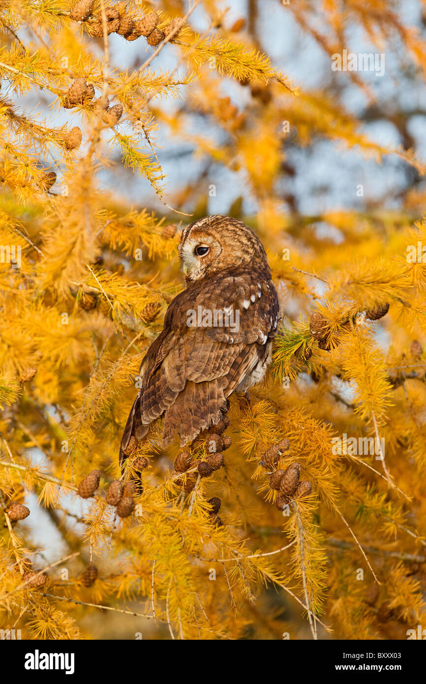 Tawny Owl ( Strix aluco ) in Larch tree in Autumn Stock Photo