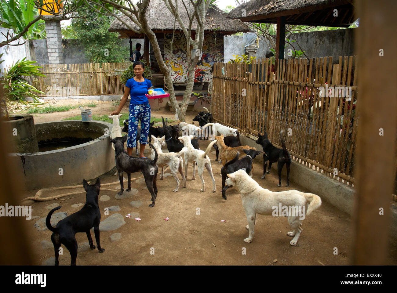 BARC Dog Refuge Bali Indonesia Stock Photo