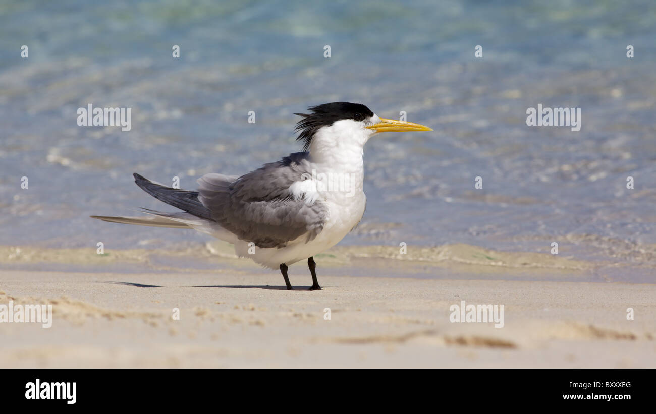 A Crested Tern on the beach of Rottnest Island, Western Australia. Stock Photo