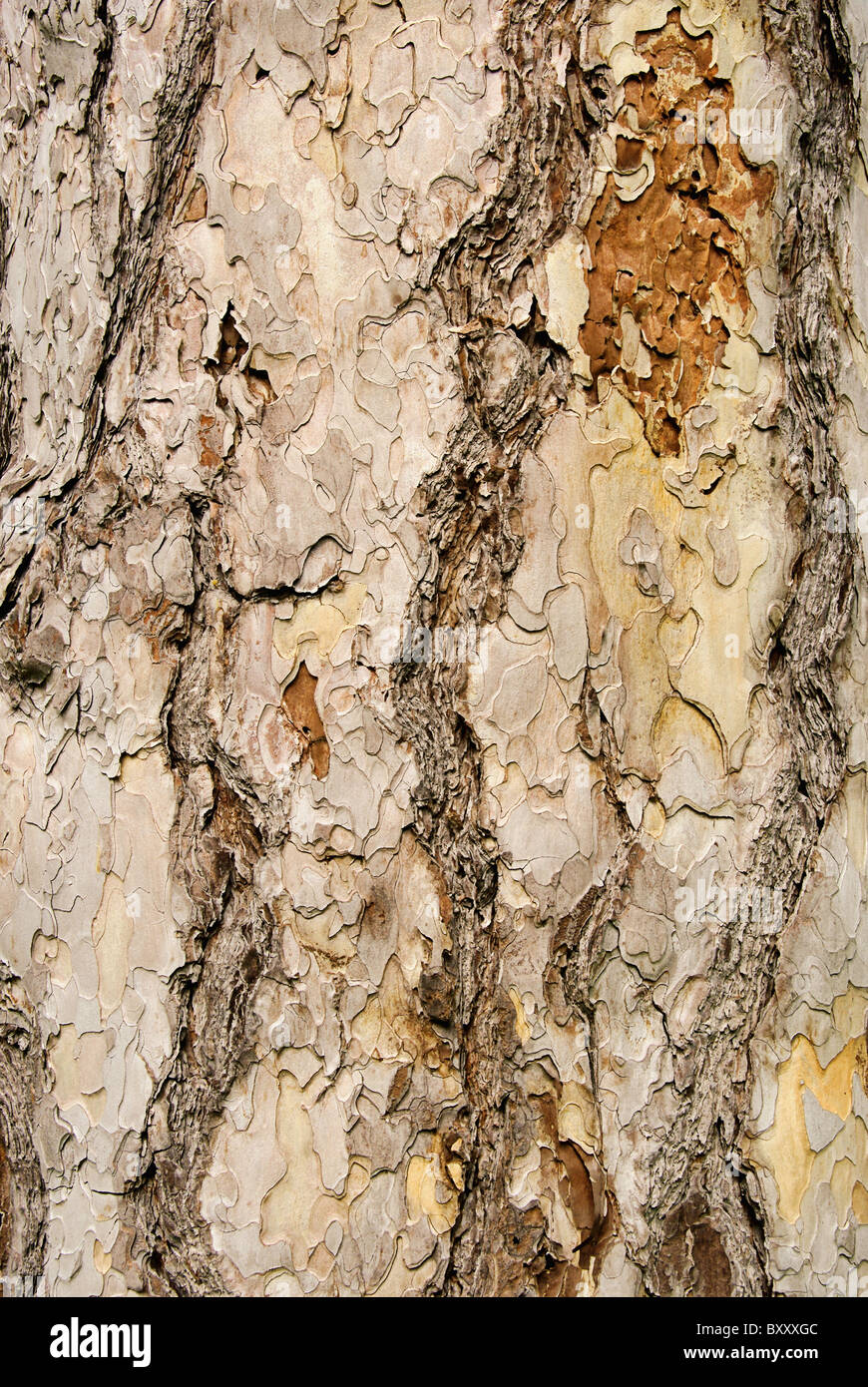 Kiefer Rinde - pine bark 01 Stock Photo