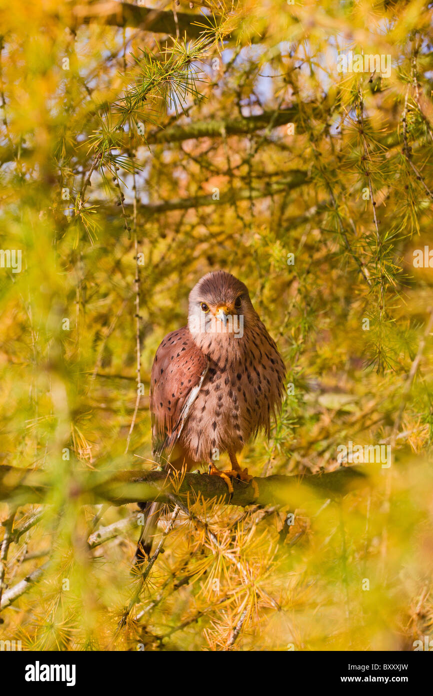 Kestrel ( Falco tinnunculus ) male on Autumn larch Stock Photo