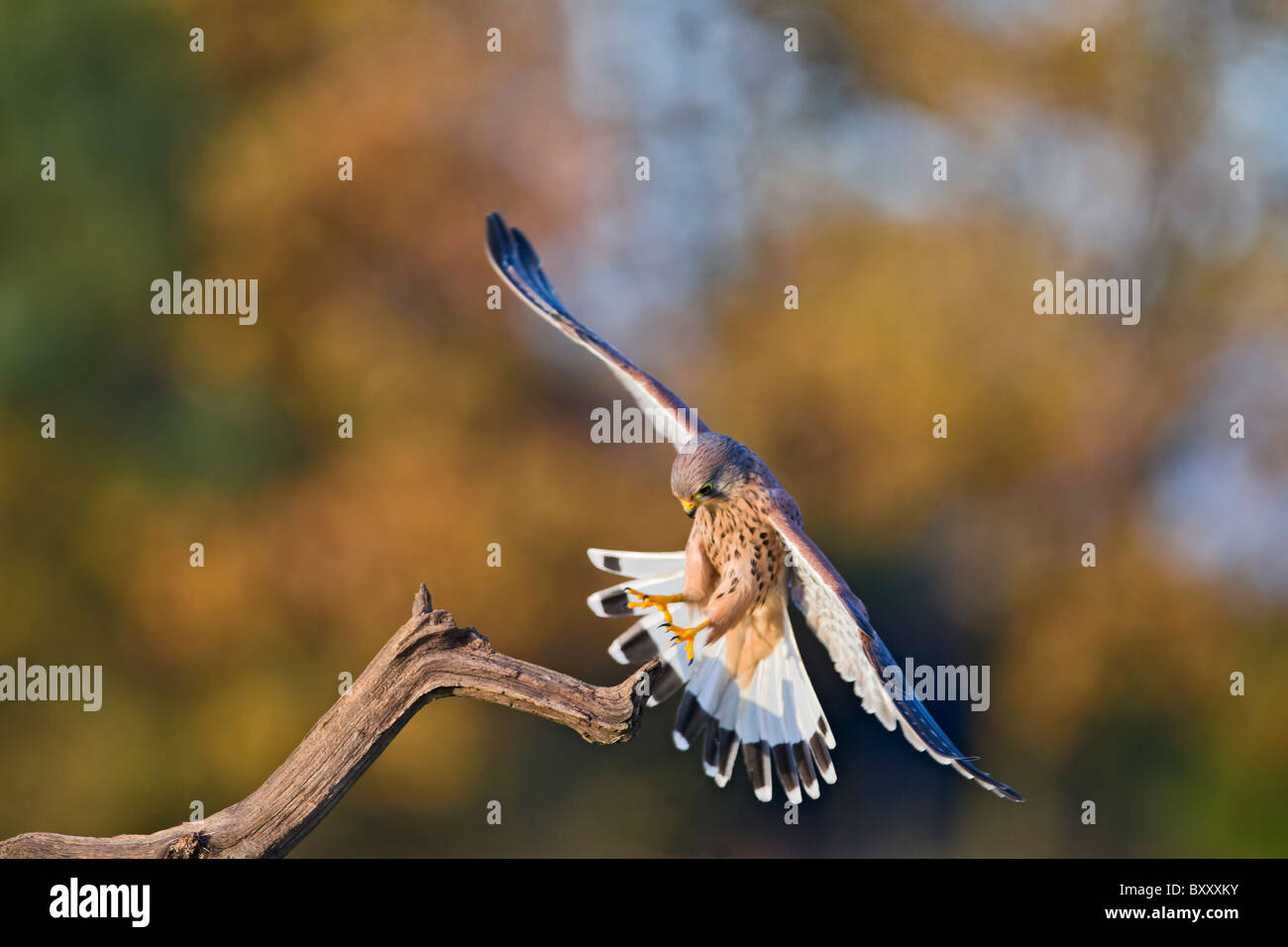 Kestrel ( Falco tinnunculus ) male landing on branch Stock Photo